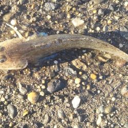 カサゴ、クエ、ハゼなど